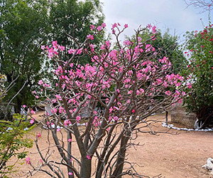 Photo défilante 1 du Nieri-Ko