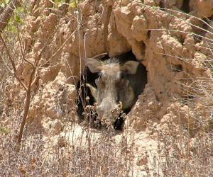 Photo de chasse au Nieri-Ko, Sénégal -  6