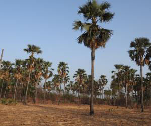 Photo de chasse au Nieri-Ko, Sénégal -  9