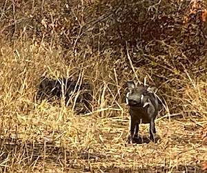Photo de chasse au Nieri-Ko, Sénégal -  10