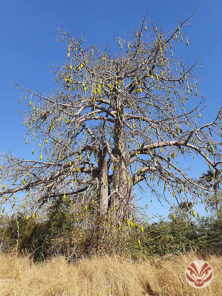 Baobab du Sénégal